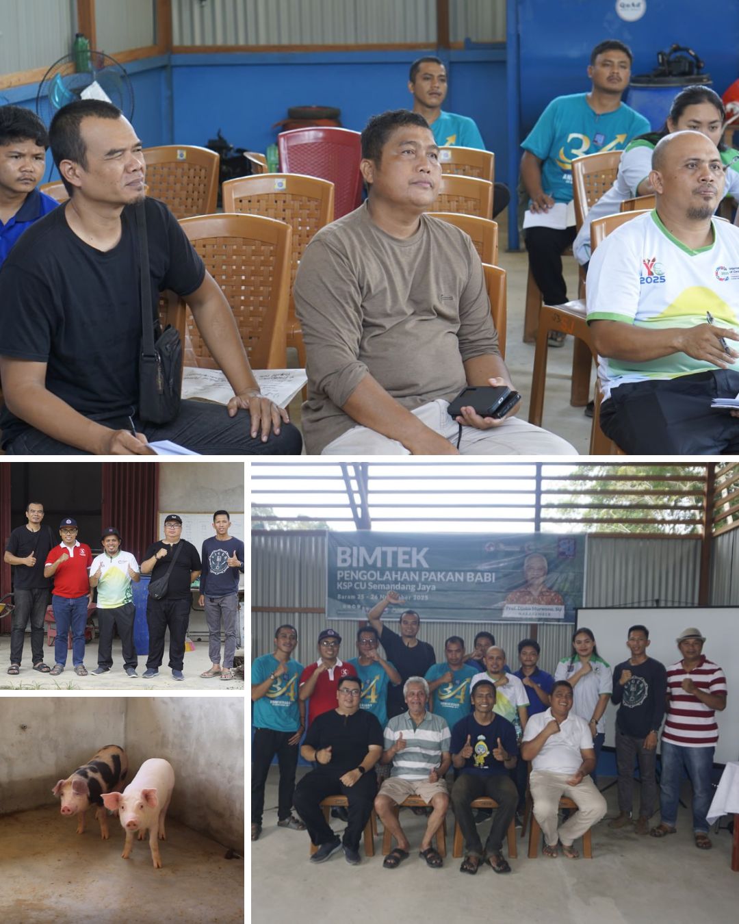 BIMTEK Pengelolaan Demplot Babi CU Semandang Jaya